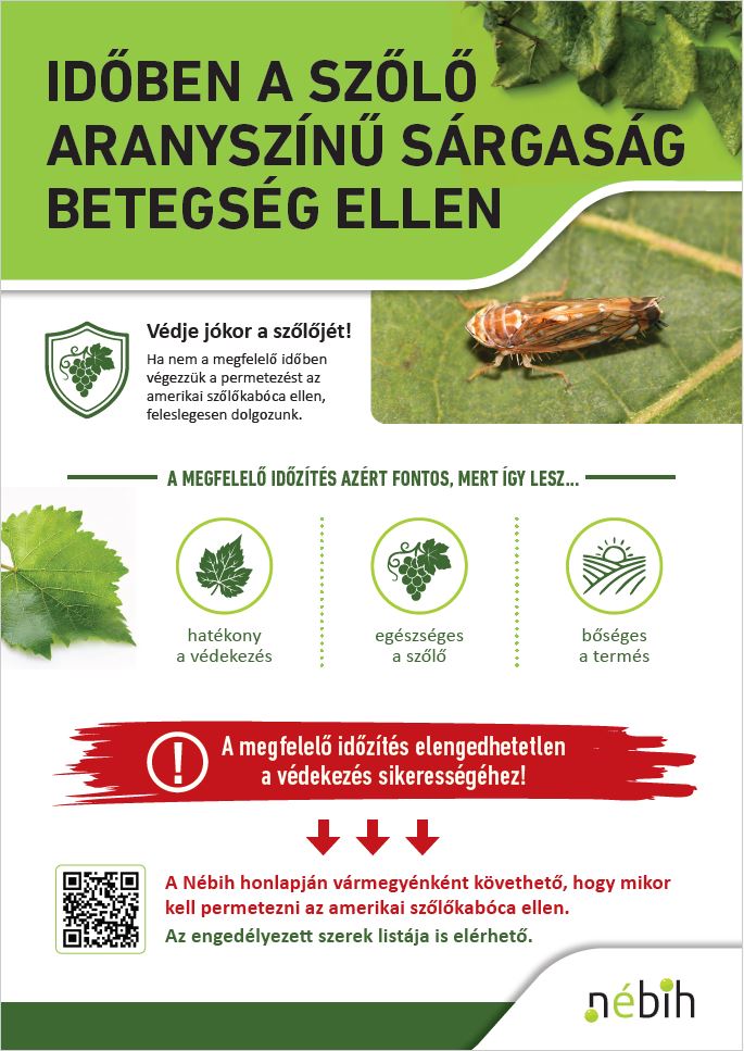 Tegyen időben az aranyszínű sárgaság betegség ellen